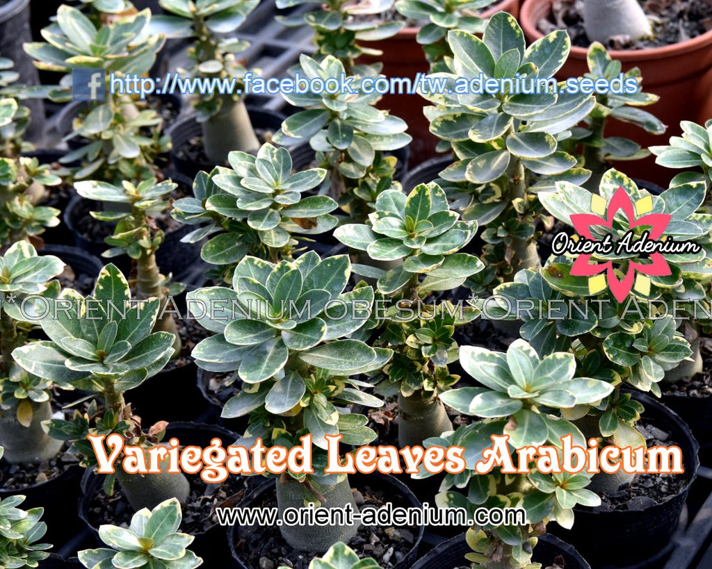 Variegated Leaves Arabicum Seedling