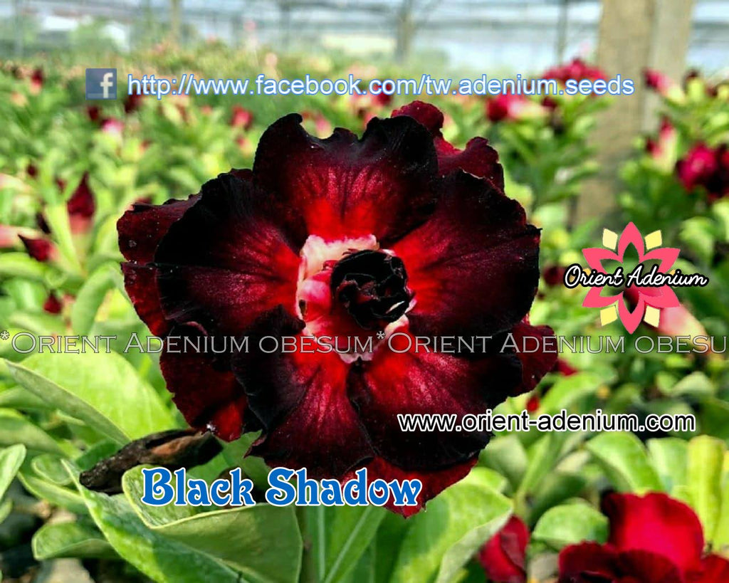 Adenium obesum Black Shadow seeds