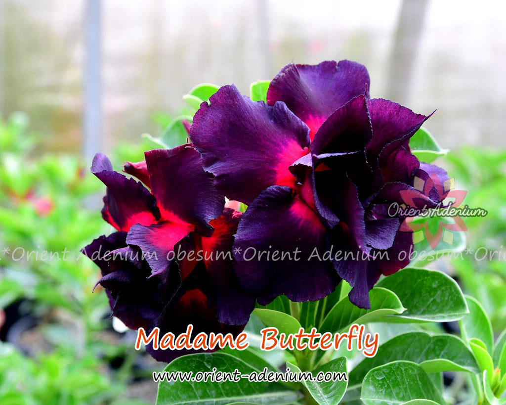 Adenium obesum Madame Butterfly Grafted plant