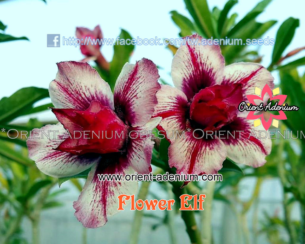 Adenium obesum Flower Elf Grafted plant