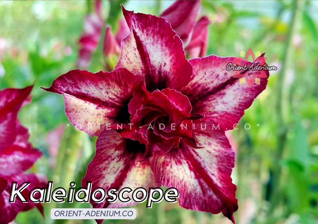 Adenium obesum Kaleidoscope seeds