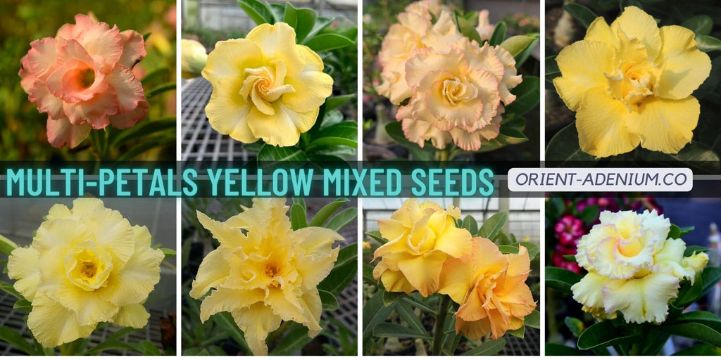 Adenium obesum Multi-petals mixed Yellow seeds