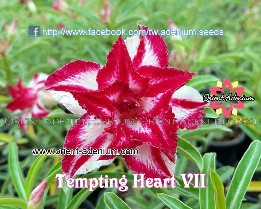 Adenium obesum Tempting Heart VII seeds