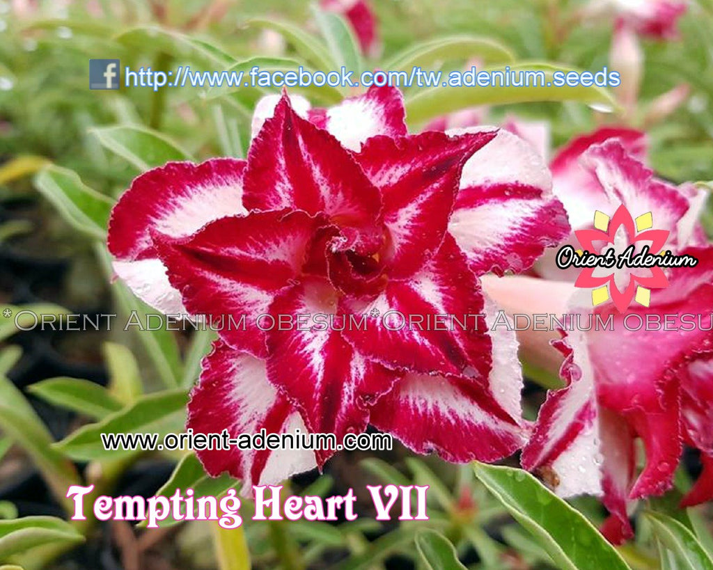 Adenium obesum Tempting Heart VII Grafted plant