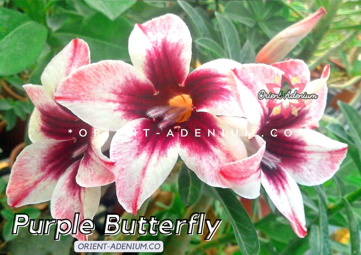 Adenium obesum Purple Butterfly Grafted plant