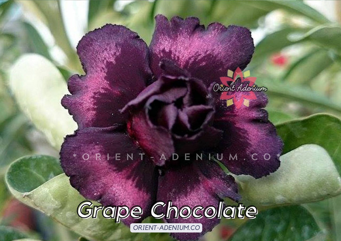 Adenium obesum Grape Chocolate seeds