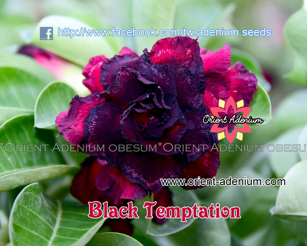 Adenium obesum Black Temptation seeds