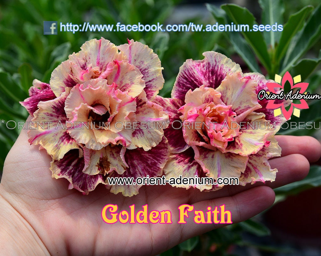 Adenium obesum Golden Faith Grafted plant