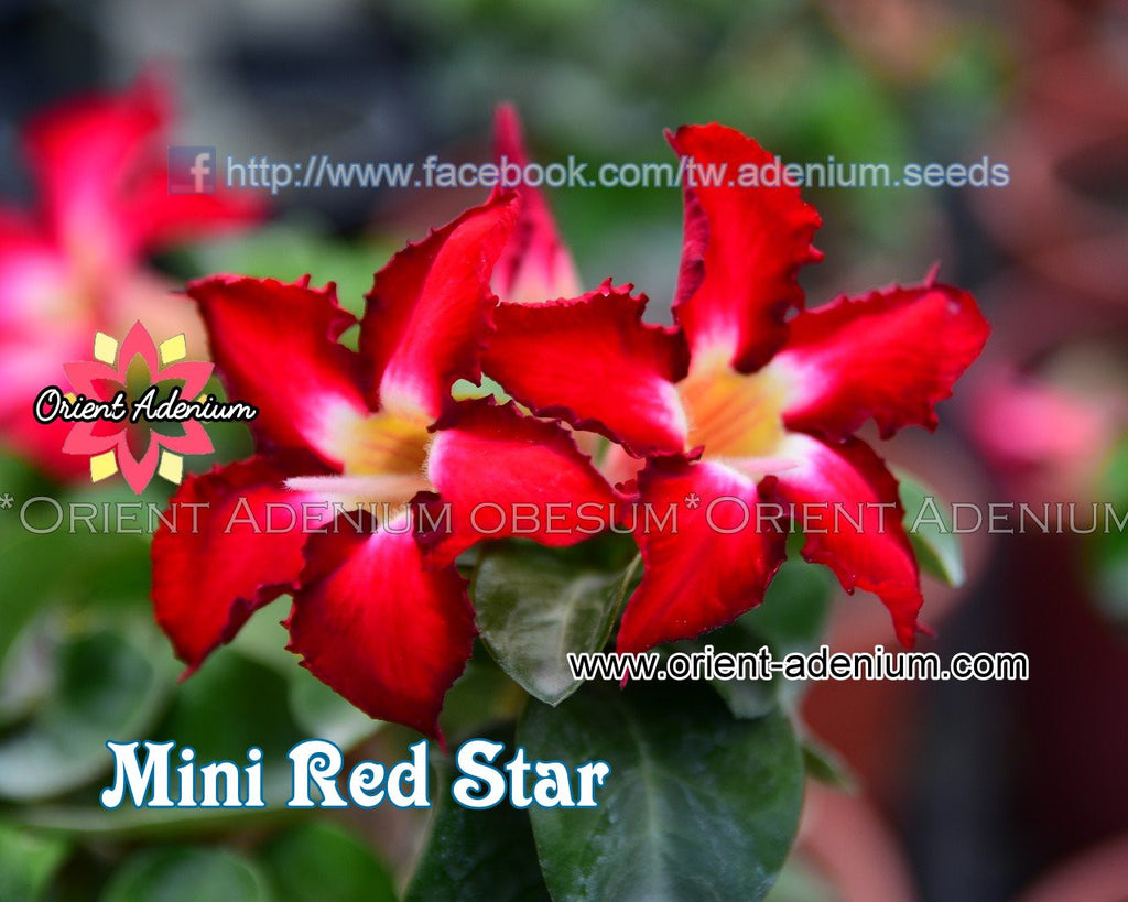 Adenium Mini Red Star Grafted Plant