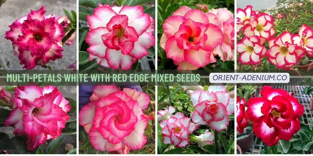 Adenium obesum Multi-petals White with Red edge seeds