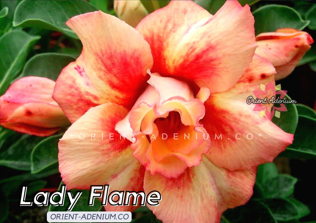 Adenium obesum Lady Flame Grafted plant