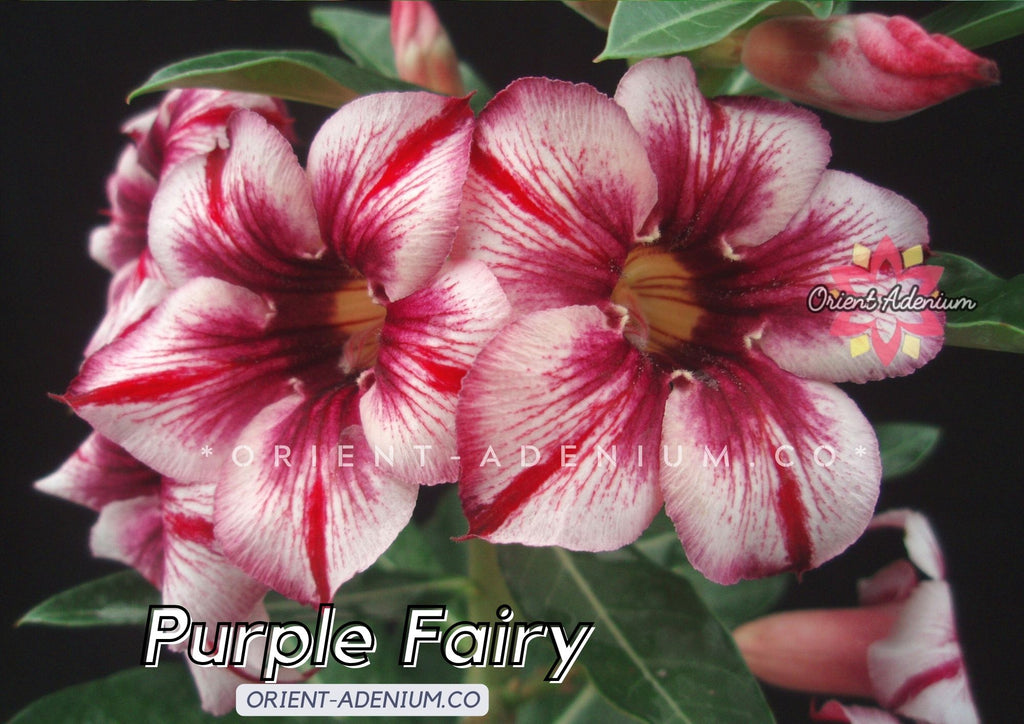 Adenium obesum Purple Fairy seeds