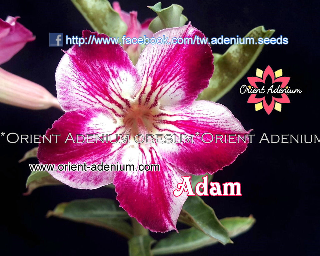Adenium obesum Adam Grafted plant