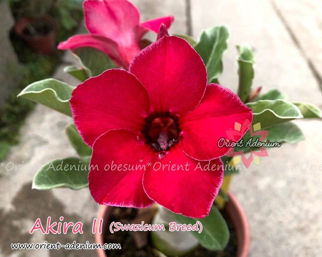Adenium Swazicum Akira II Grafted plant