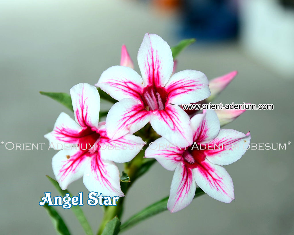 Adenium obesum Angel Star Grafted plant