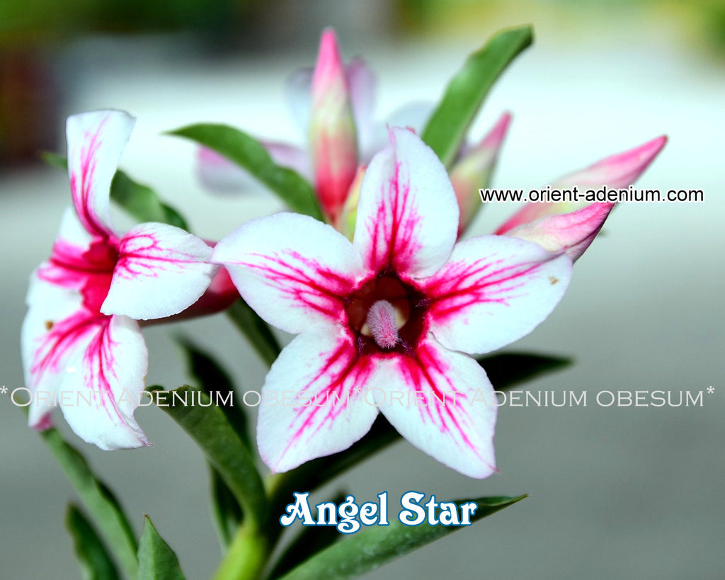 Adenium obesum Angel Star Grafted plant