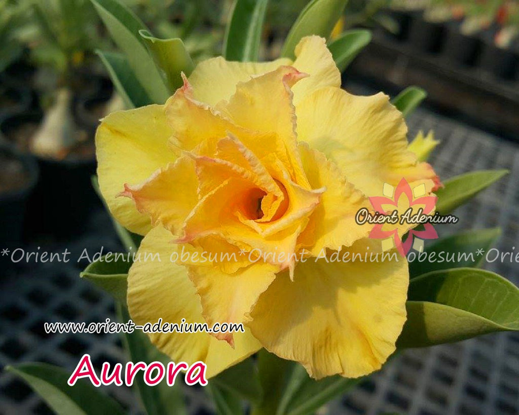 Adenium obesum Aurora Grafted plant