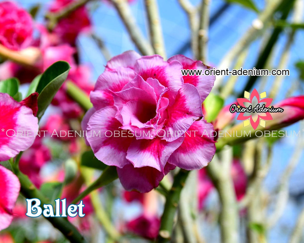 Adenium obesum Ballet Grafted plant