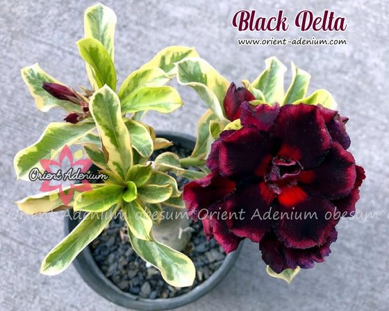 Adenium obesum Black Delta Grafted plant