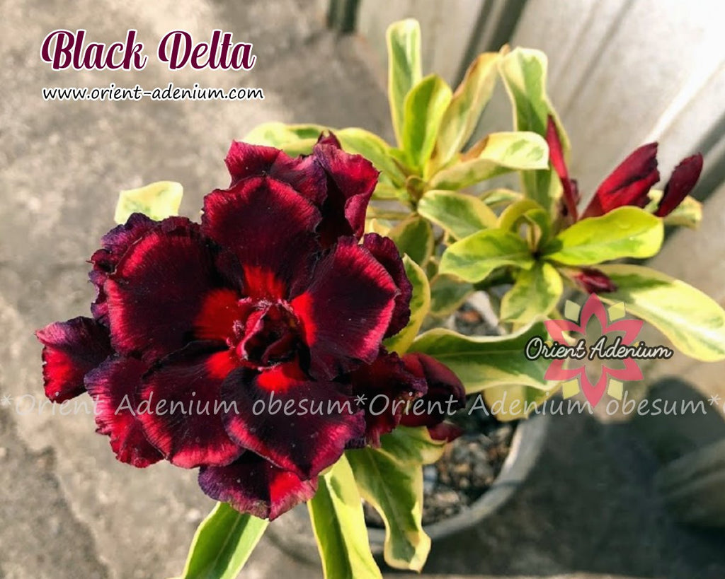 Adenium obesum Black Delta Grafted plant