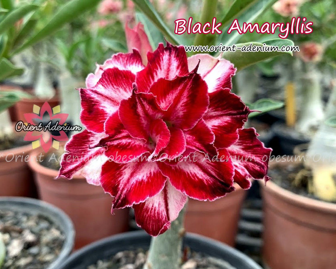 Adenium obesum Black Amaryllis Grafted plant