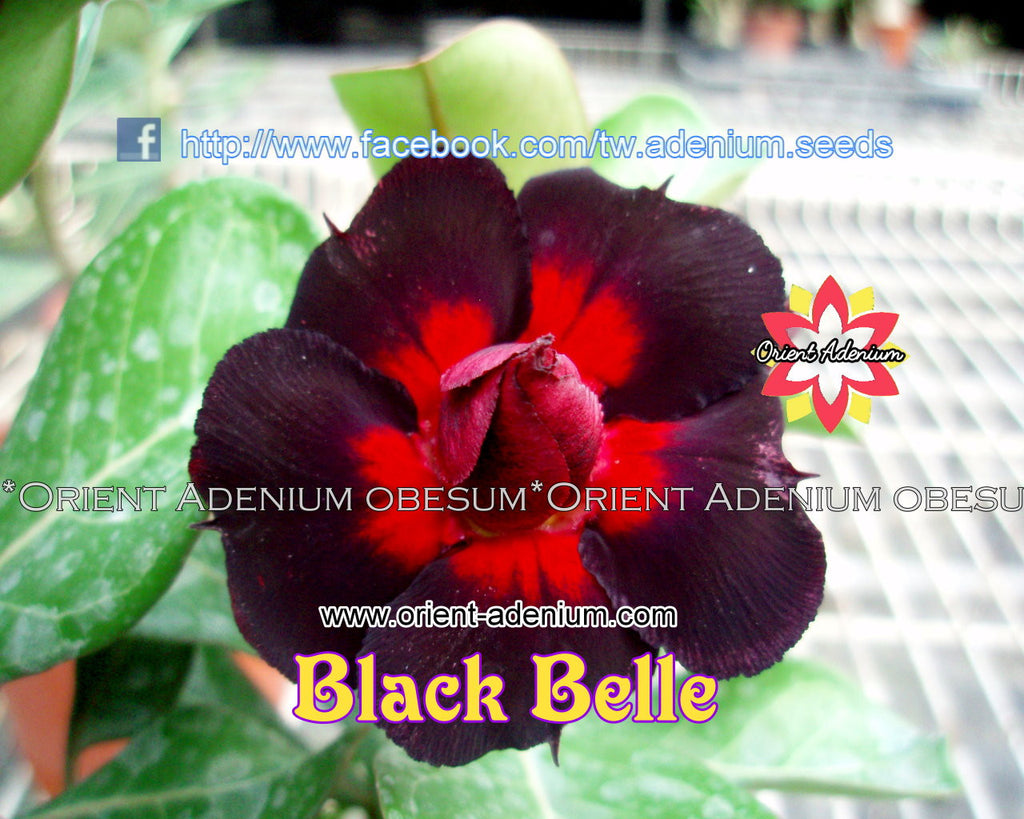 Adenium obesum Black Belle Grafted plant