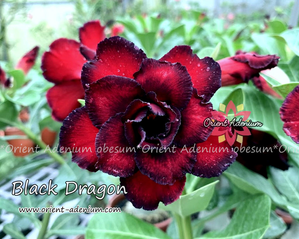 Adenium obesum Black Dragon Grafted plant
