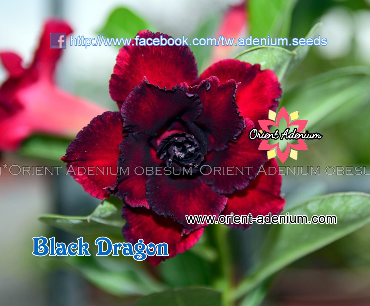 black dragon rose seeds for sale Adenium obesum Black Dragon 15 seeds