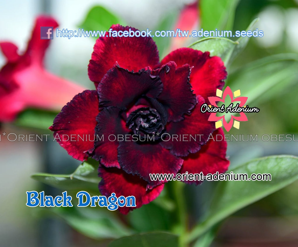 Adenium obesum Black Dragon 15 seeds