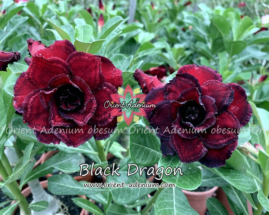 Adenium obesum Black Dragon Grafted plant