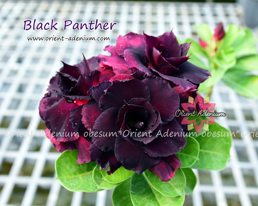 Adenium obesum Black Panther seeds