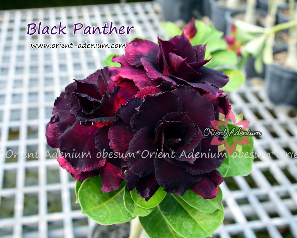 Adenium obesum Black Panther seeds