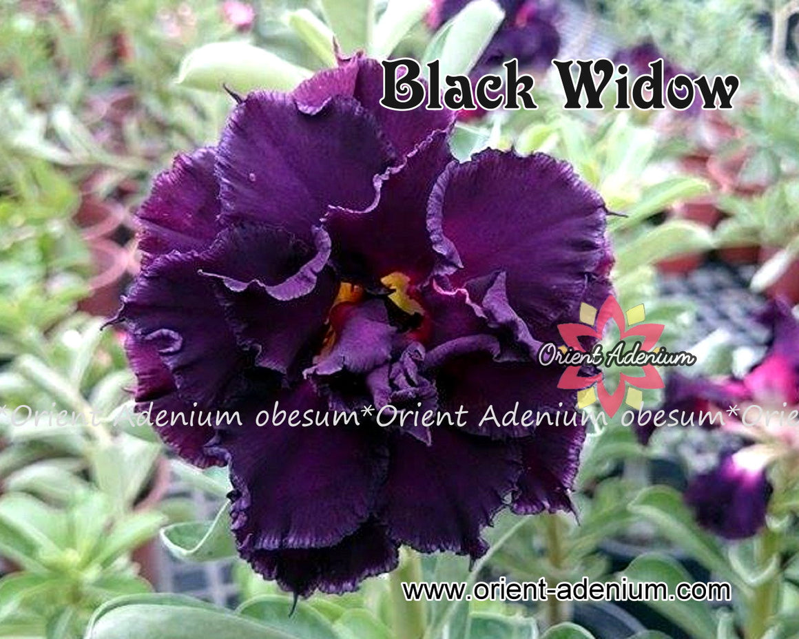 Adenium obesum Black Widow seeds
