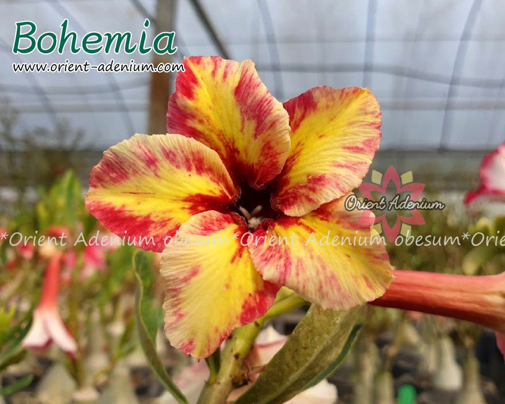 Adenium obesum Bohemia Grafted plant