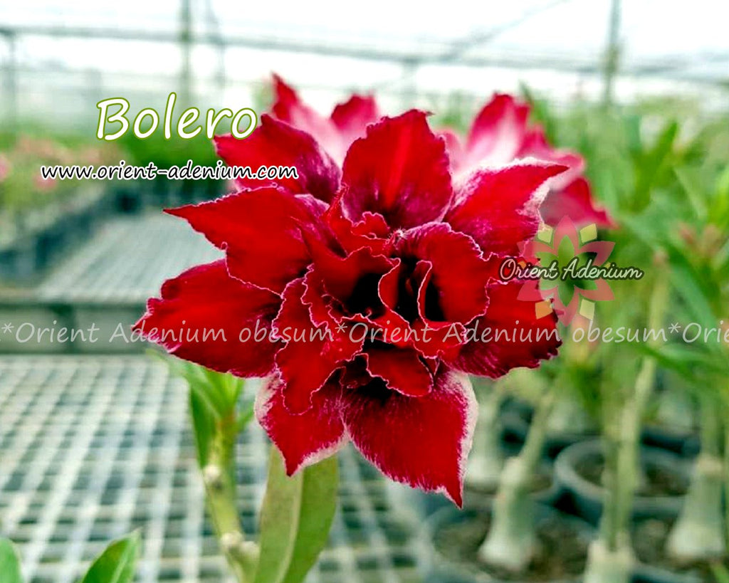 Adenium obesum Bolero 15 seeds