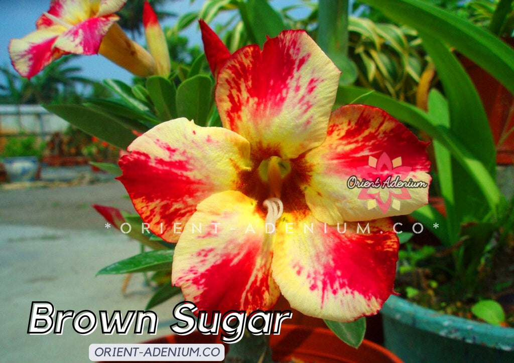 Adenium obesum Brown Sugar seeds