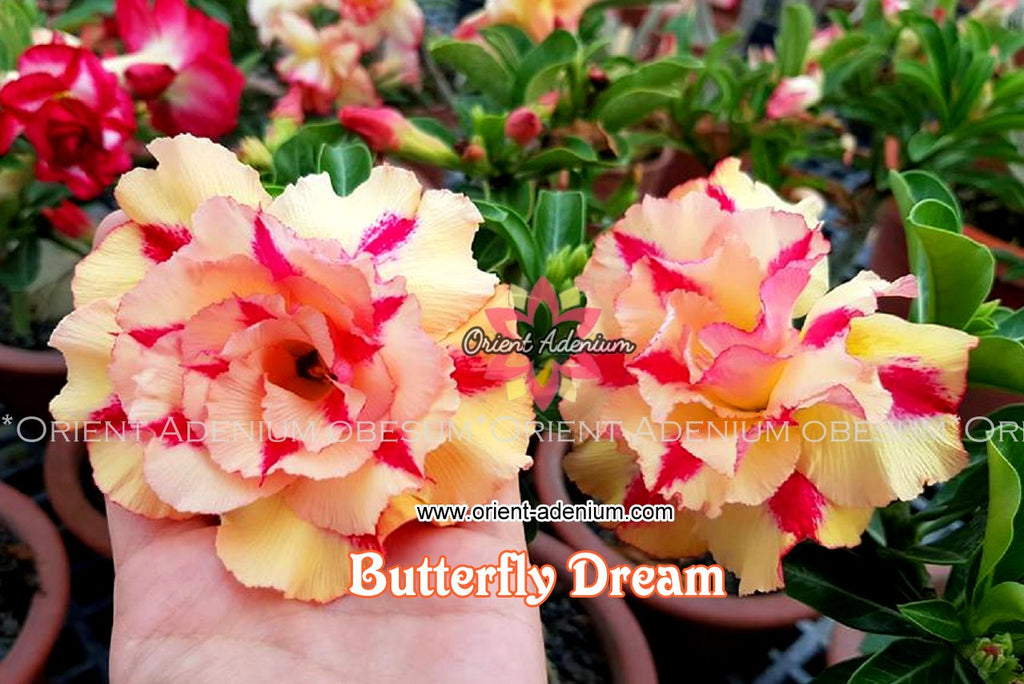 Adenium obesum Butterfly Dream Grafted plant