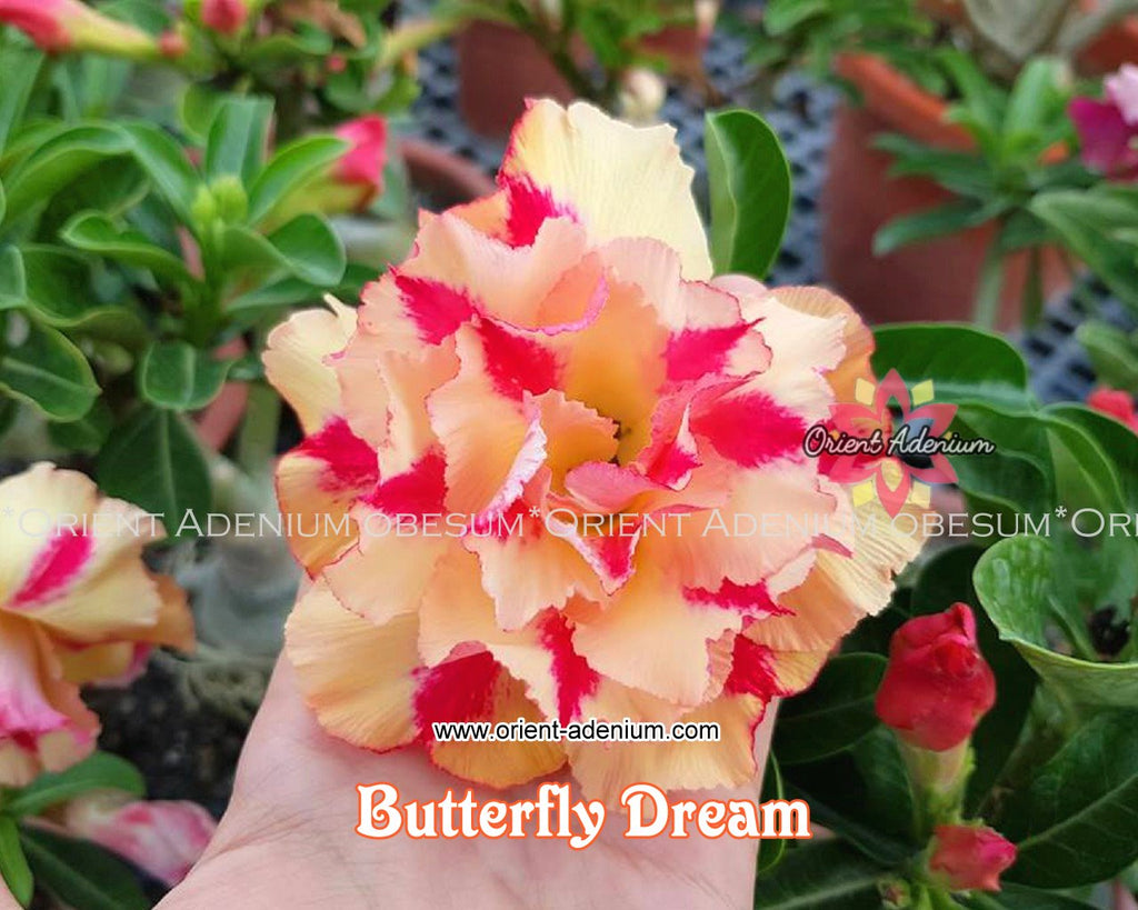 Adenium obesum Butterfly Dream Grafted plant