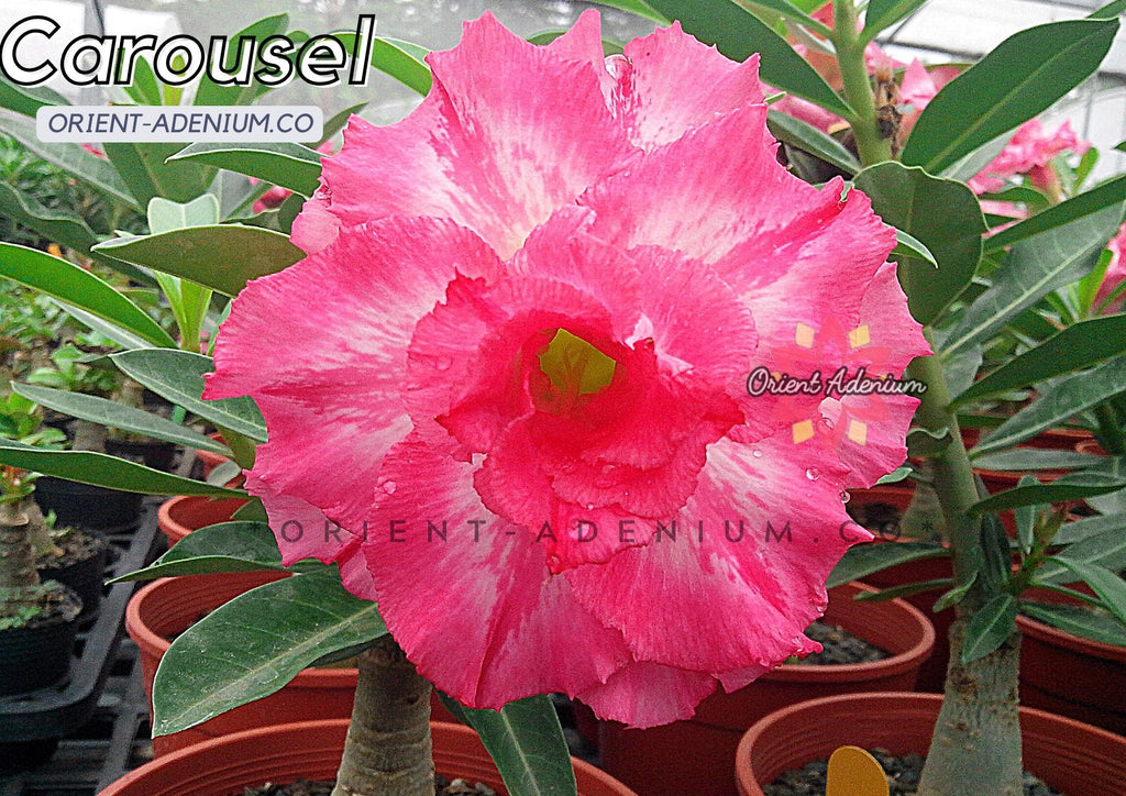 Adenium obesum Carousel seeds