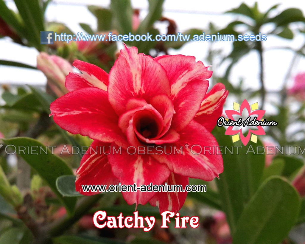 Adenium obesum Catchy Fire Grafted plant