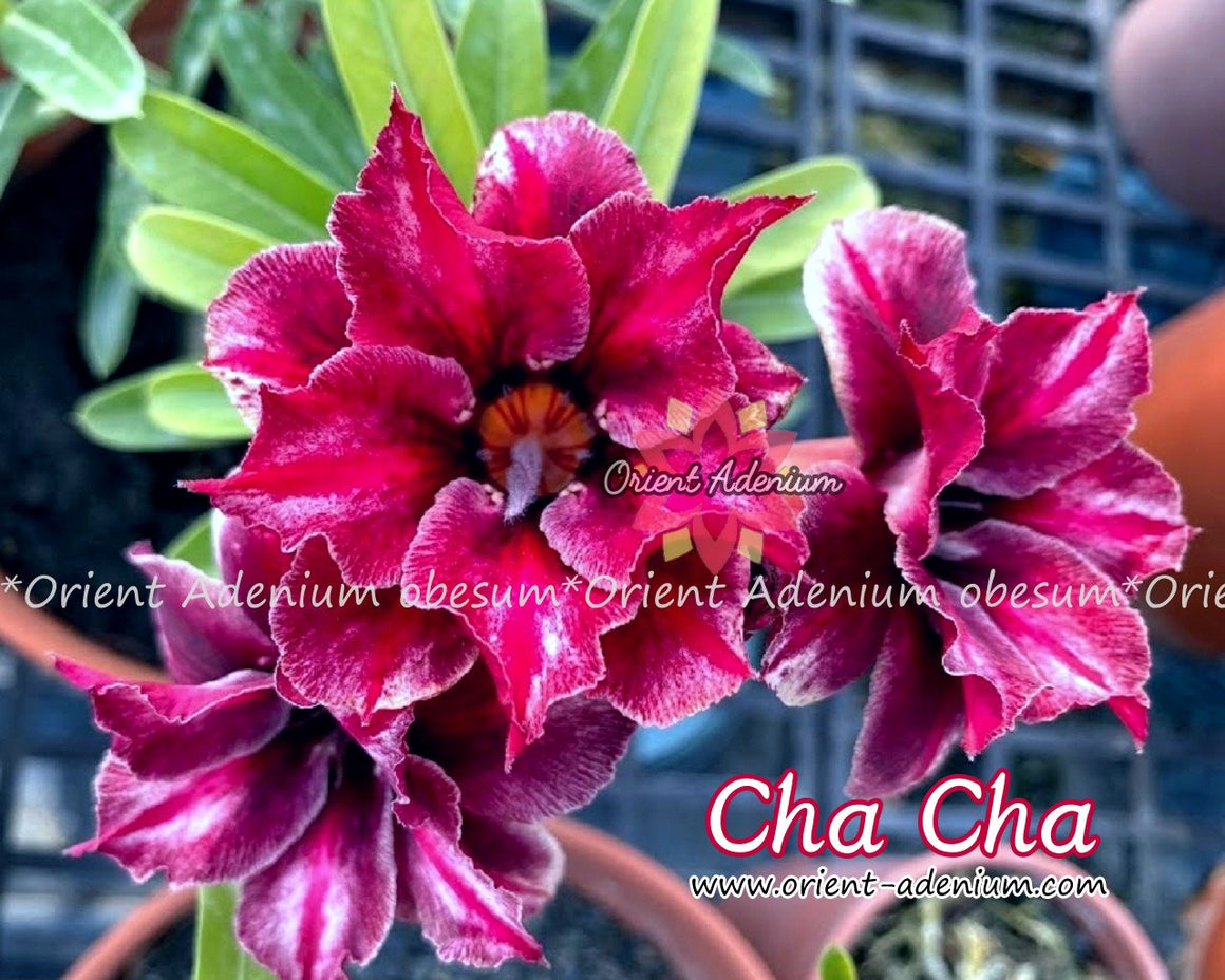 Adenium obesum Cha Cha Grafted plant