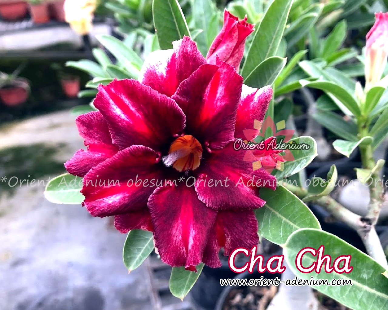 Adenium obesum Cha Cha Grafted plant Orient Adenium online store