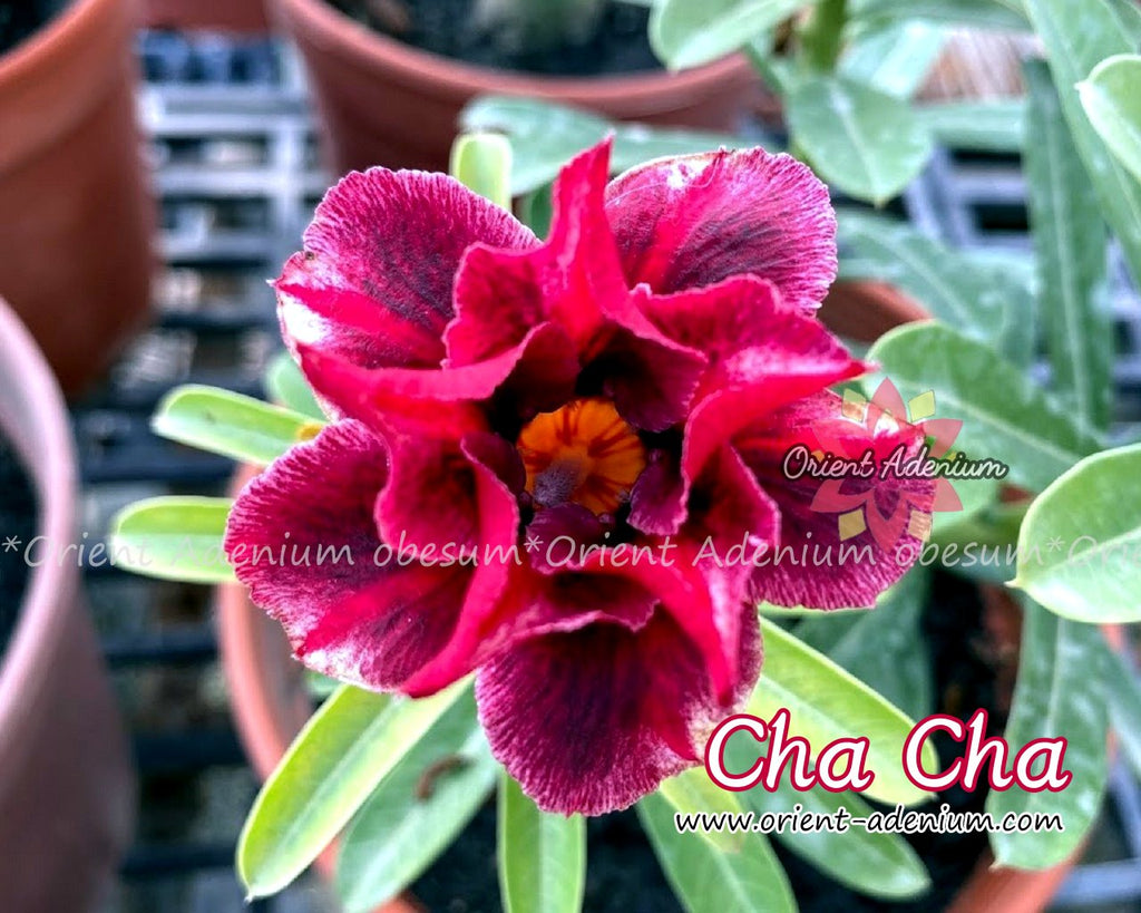 Adenium obesum Cha Cha Grafted plant