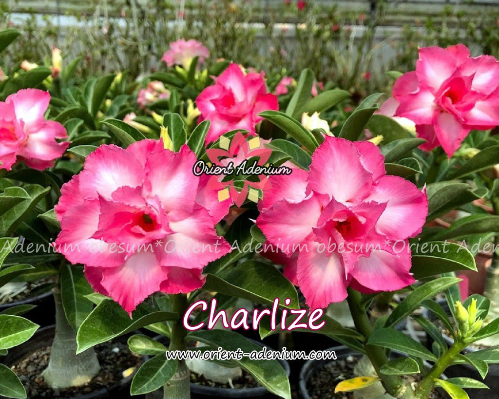 Adenium obesum Charlize Grafted plant