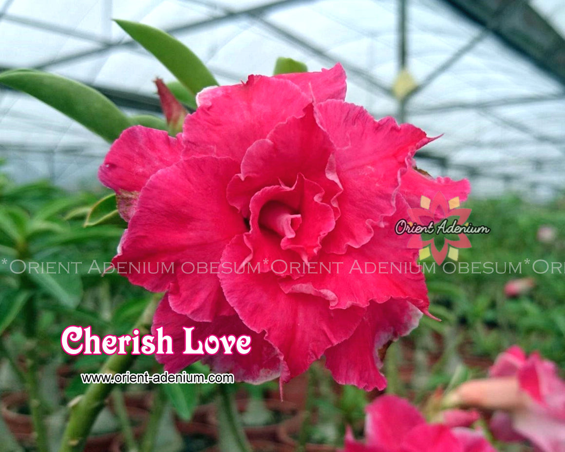 Adenium obesum Cherish Love Grafted plant