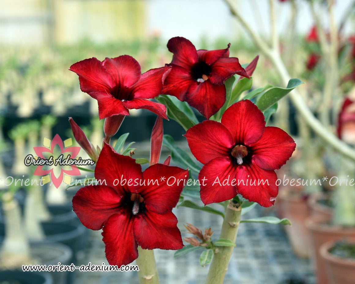 Adenium obesum Cherry Grafted plant
