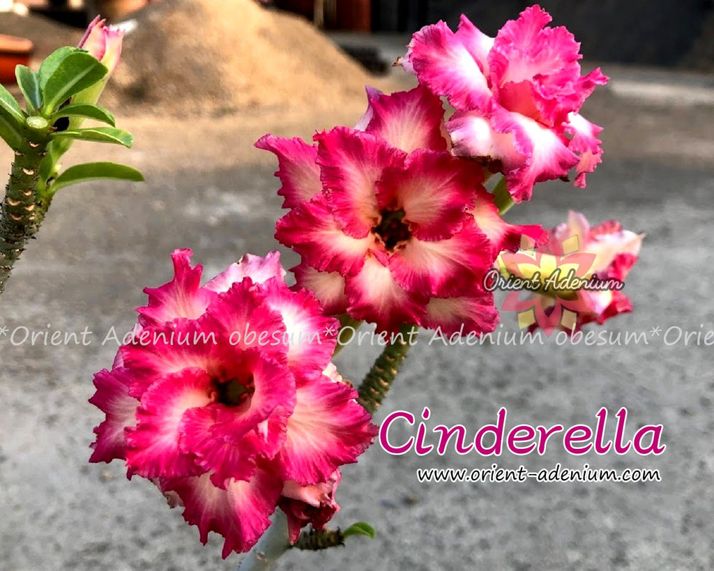 Adenium obesum Cinderella Grafted plant