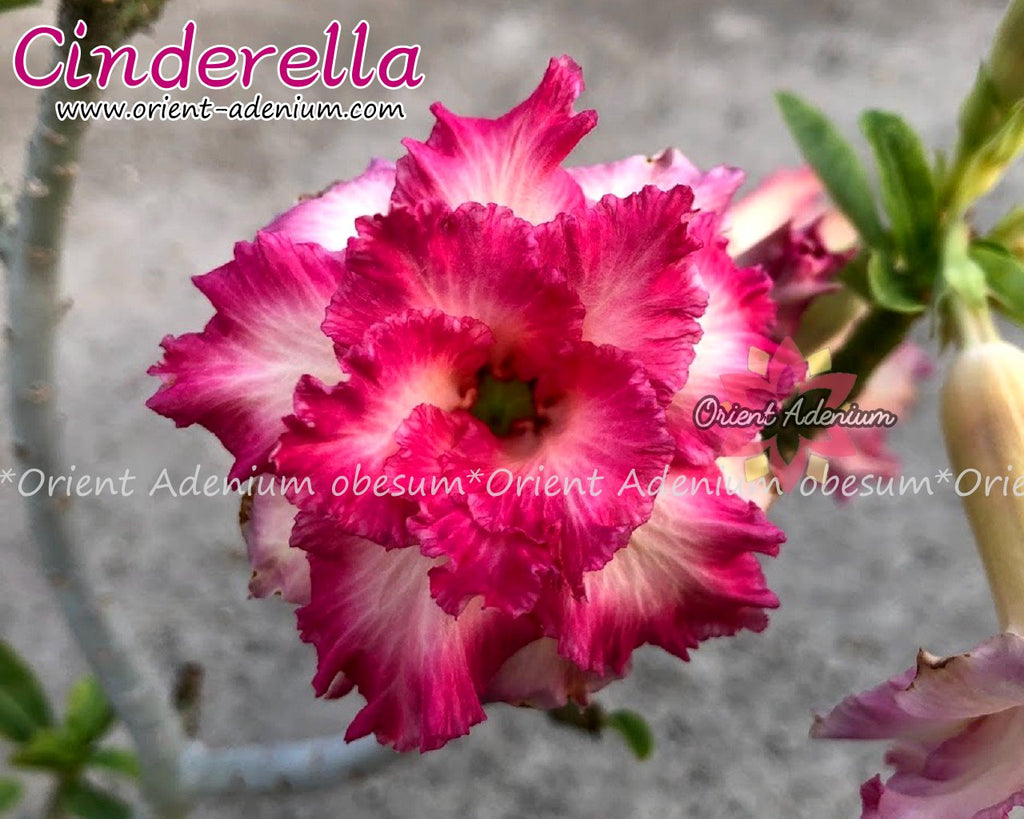 Adenium obesum Cinderella Grafted plant