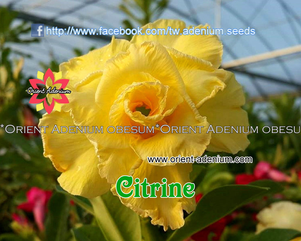 Adenium obesum Citrine Grafted plant