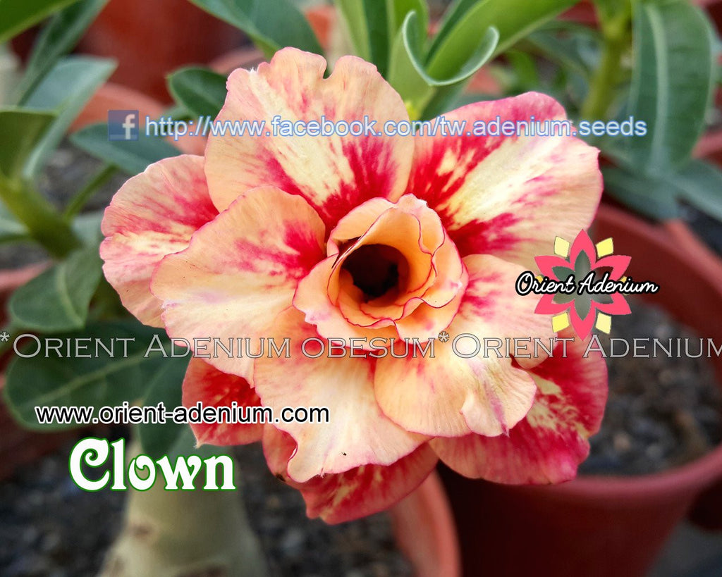 Adenium obesum Clown Grafted plant